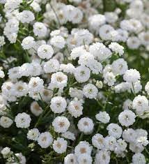 Yarrow Superior Flower Seeds Heirloom Non GMO Planting - 100 for planting in home garden